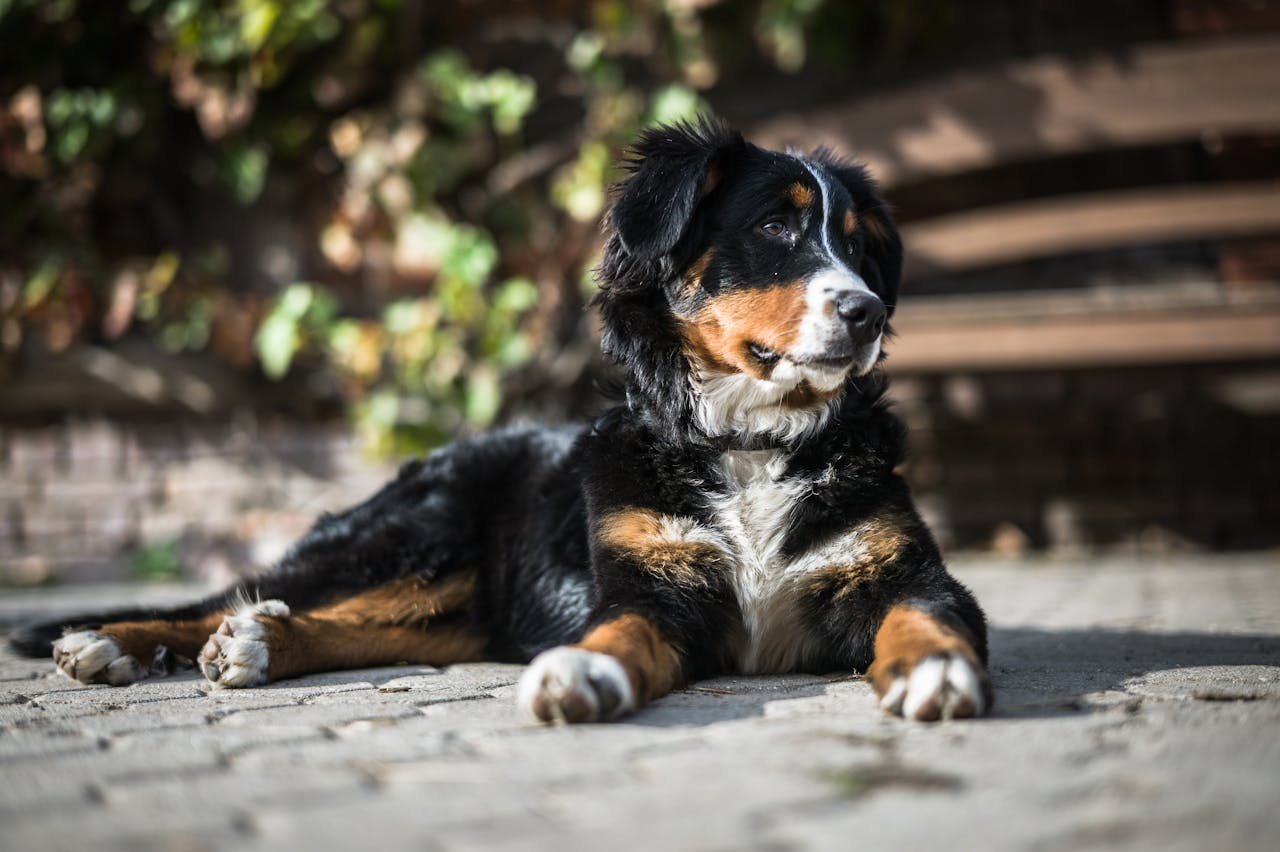 Cute Bernese Mountain Dog puppy resting on a sunny day, showcasing its fluffy coat and playful demeanor.