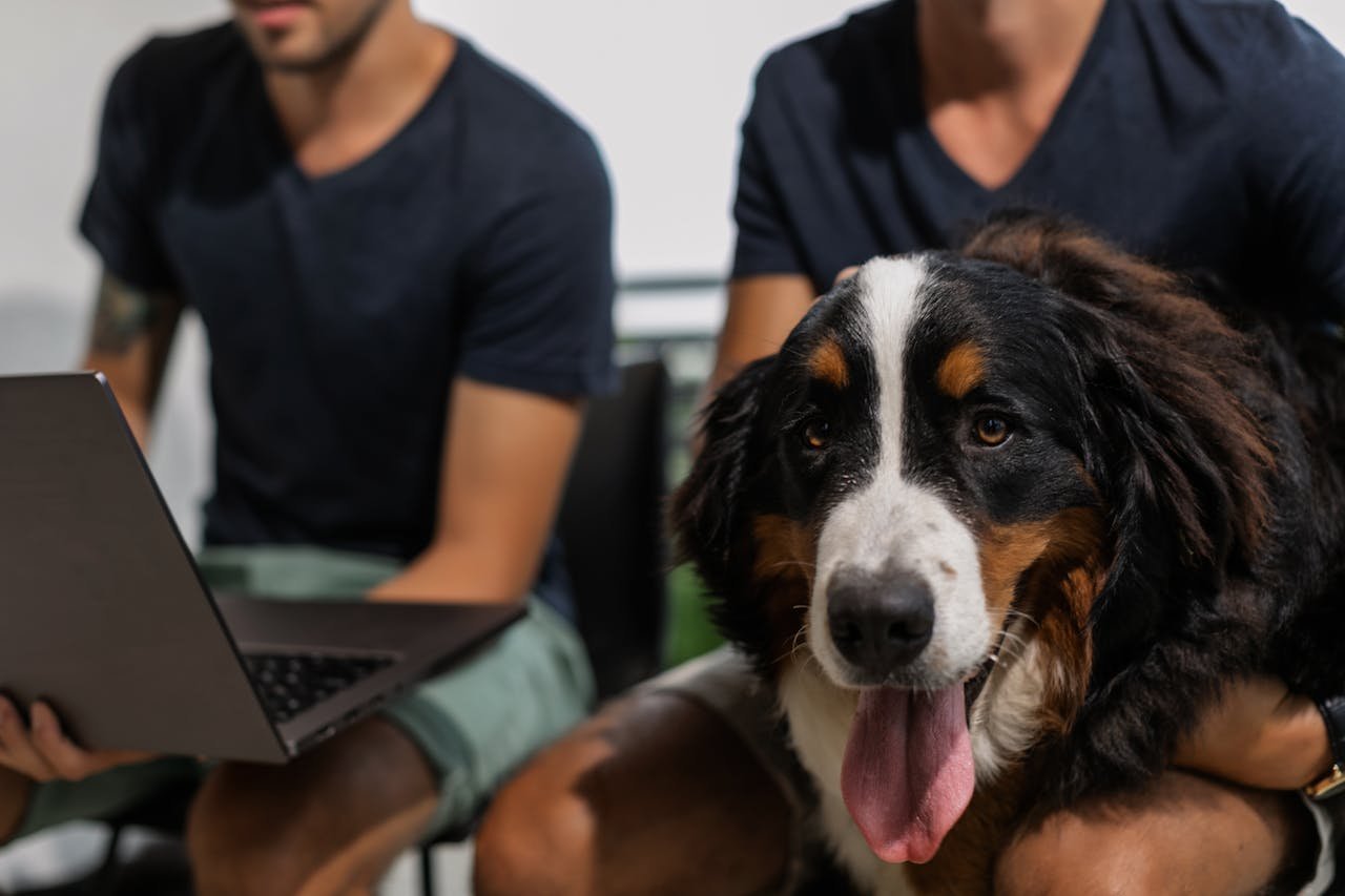 Two men with a Bernese Mountain Dog sitting close together using a laptop indoors.