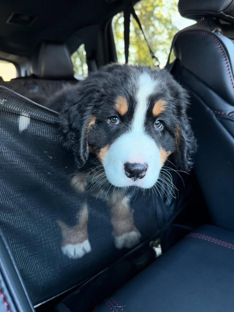 Available puppies 0043a821 3e01 4337 9d7d 6a9c0f2bf5c1