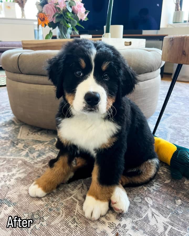 Available puppies 0b5f83c2 c5a6 4a76 8823 8303ae2b5125