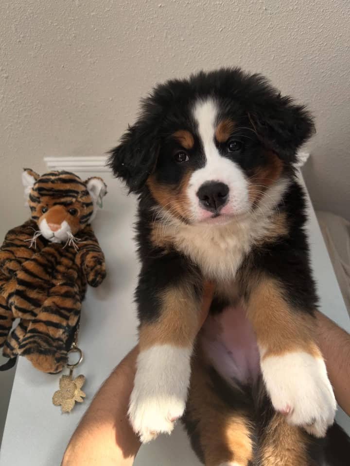 Available puppies 12263c7a 855d 42d7 ab7d 8d6ea1bf58d2