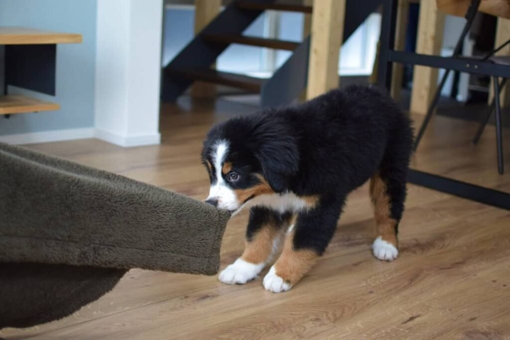 Available puppies 16dbe24a 047b 43fb a418 8adf5e715750