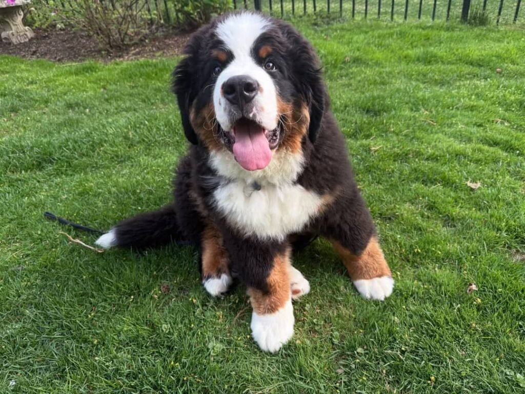 Available puppies 283fc6ae 07ad 40a3 a72f 92b9acd16343