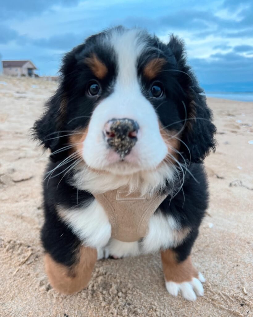 Available puppies 464e7247 2516 4cb6 9f77 2f95ce354575