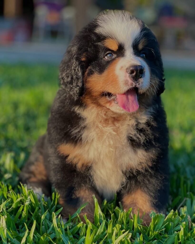 Available puppies 46600eae 67d9 4efd b12f 82e8d36c9188