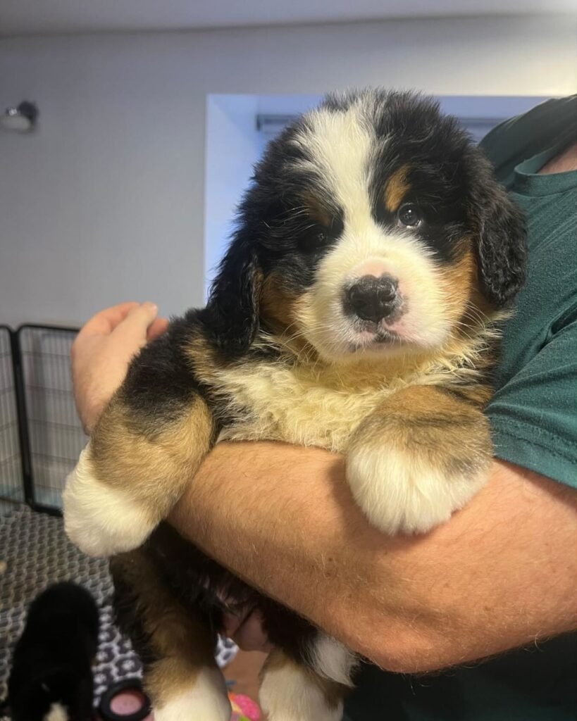 Available puppies 4aab4502 bdcb 4fd3 b4d8 944ef81b4c99