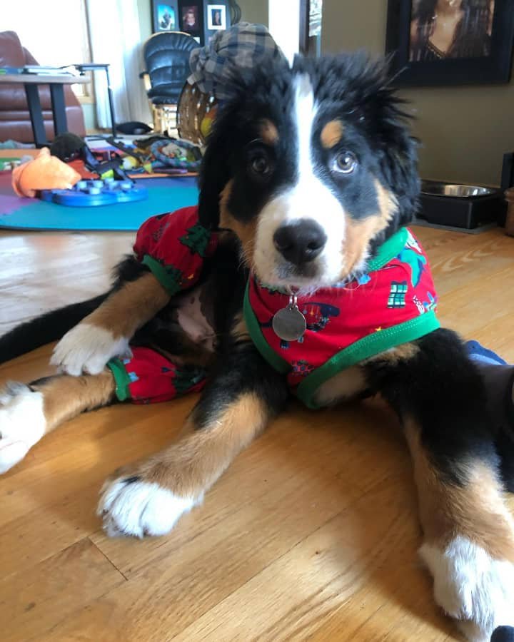 Available puppies 53e28331 b1aa 49be b5b6 ae86726e0019