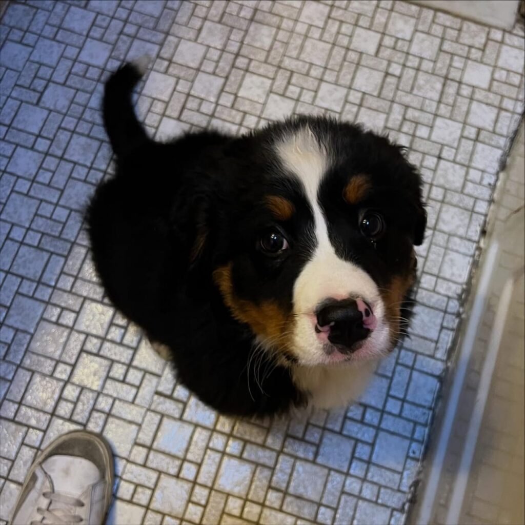 Available puppies 54249982 b22c 441e 9478 af077948d9b7