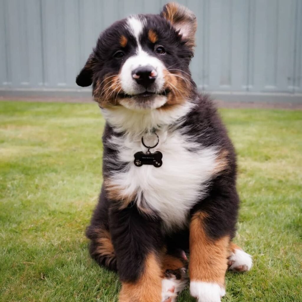 Available puppies 5d25a4d6 ab6d 422c 923a 09c66ea3fdb5