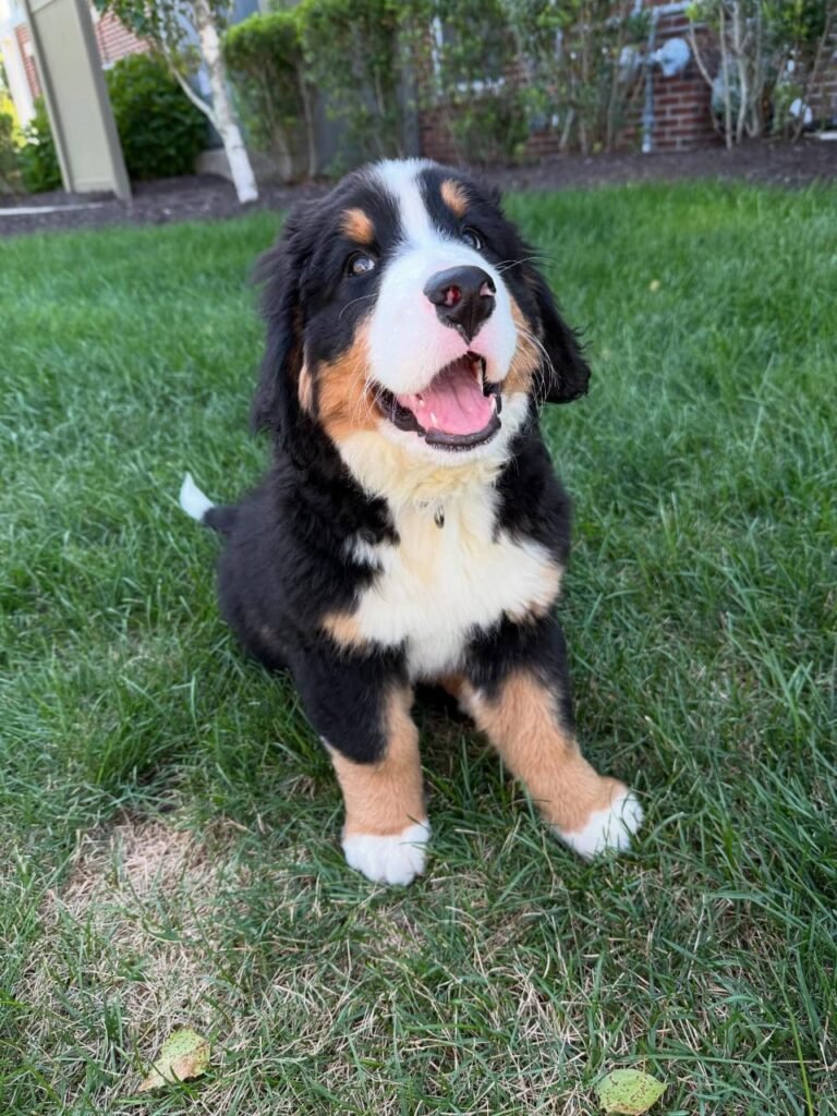 Available puppies 743580d0 e787 48fb b726 e3aaa1a2d966