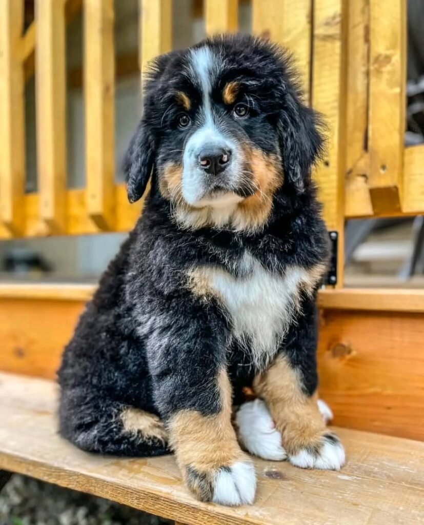 Available puppies 79e0eb32 5933 45d7 a490 ee4f47f8ab91