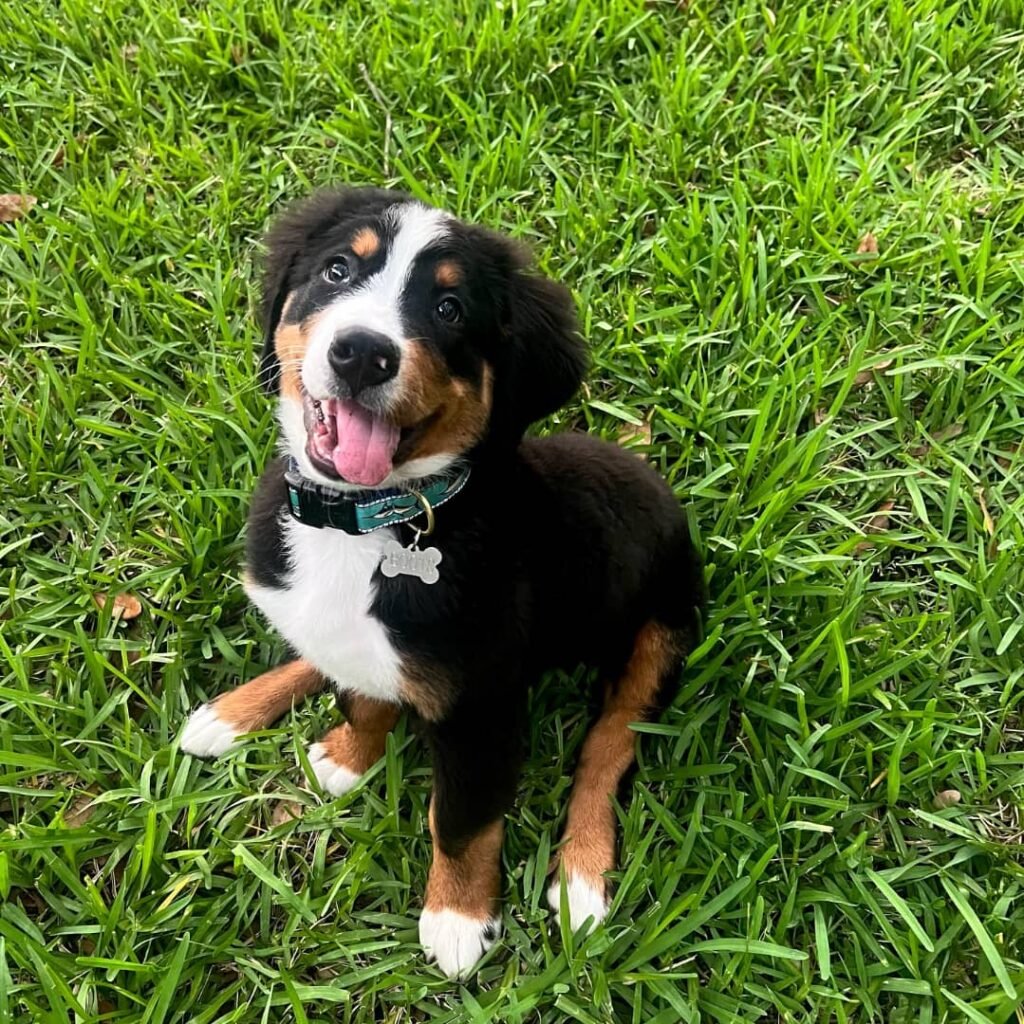 Available puppies 85854432 0889 4424 b05b 8efbfc52c702