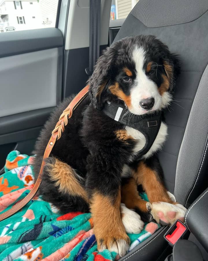 Available puppies b9c00192 89ec 4b2b 989f bddfb8367ab1