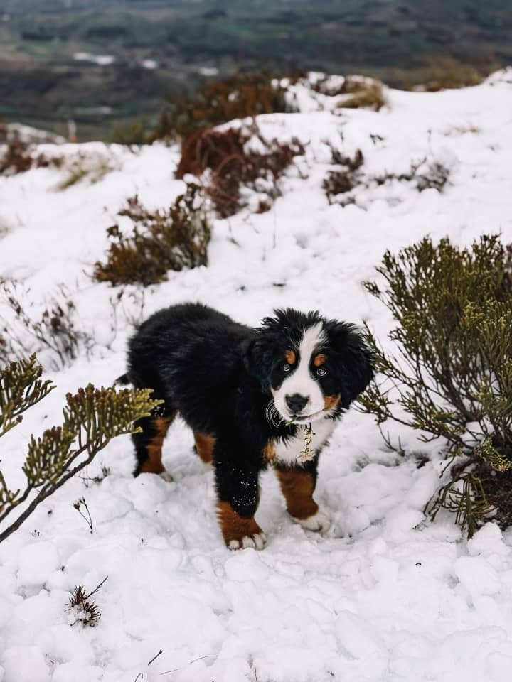 Available puppies ccfe342a ed82 469a a8e6 34ef69cc6290