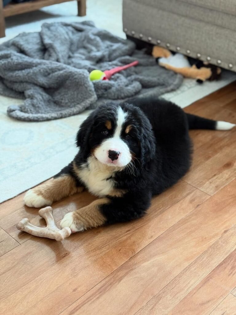 Available puppies dae8da31 04cc 4d7c 9a2f bd4a1faf0769