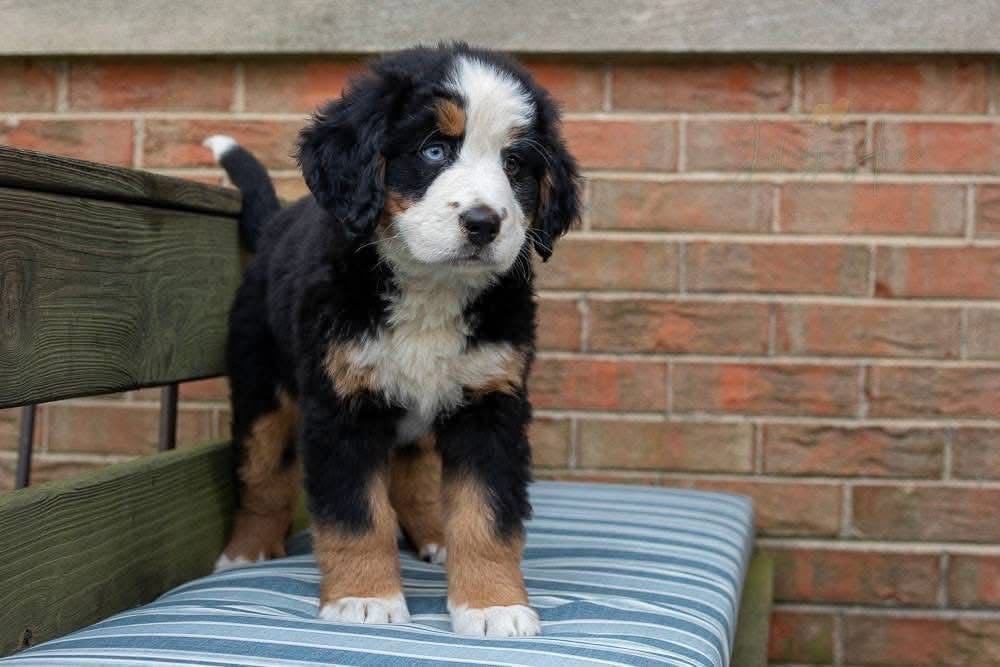 Available puppies df7df747 addf 42a4 9ebc 129b214aa10b