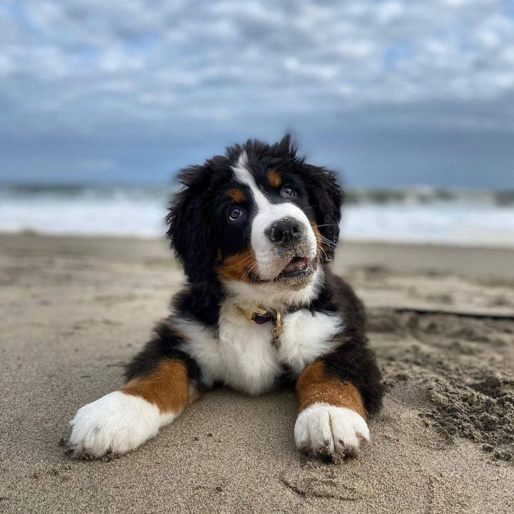 Available puppies e9ac0598 004e 4ea0 9e69 edaf6b3e94bc