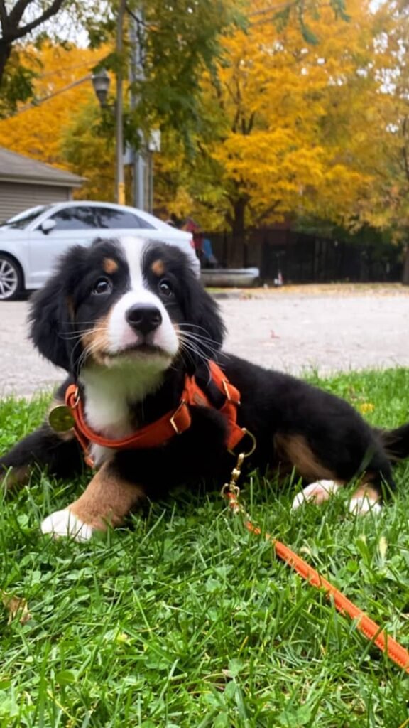 Available puppies ef01ba13 6ff6 489e a0f3 9d3345b9dff9